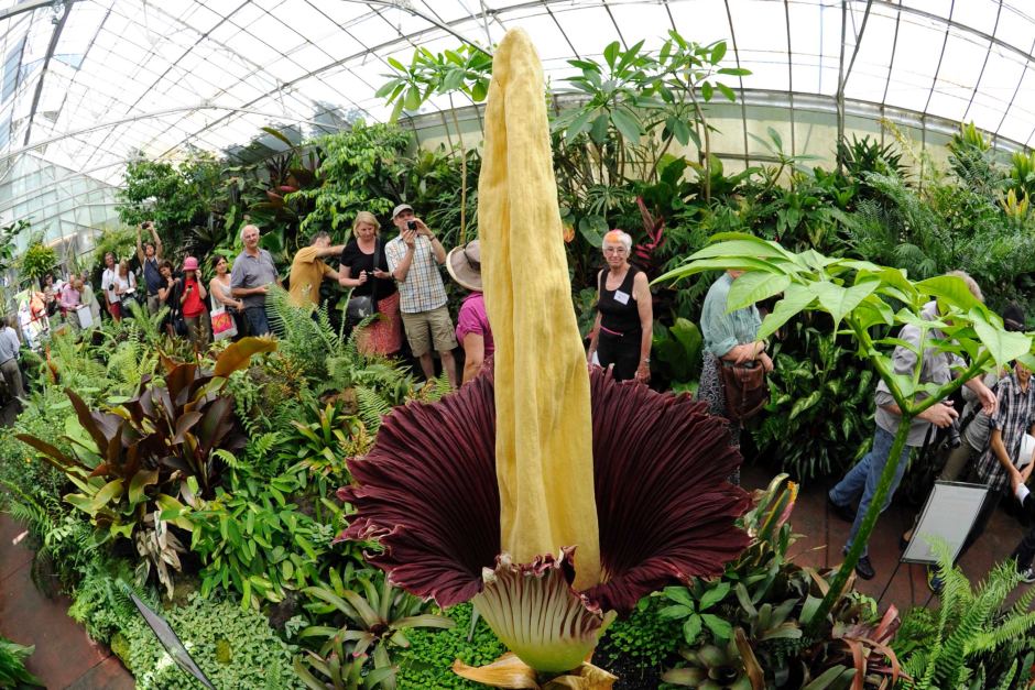 Amorphophallus titanum – Titánbuzogány