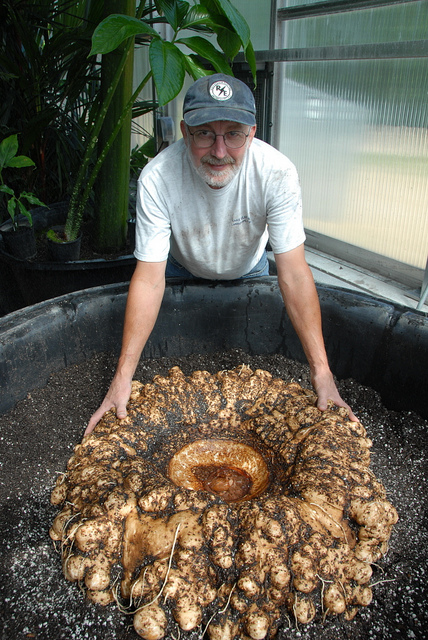 Amorphophallus titanum – Titánbuzogány