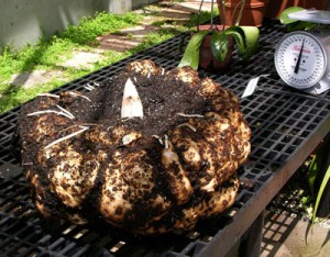 Amorphophallus titanum – Titánbuzogány
