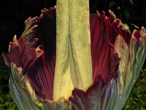 Amorphophallus titanum – Titánbuzogány