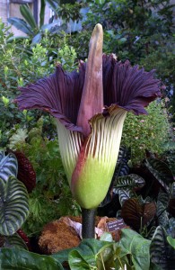 Amorphophallus