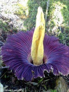 Amorphophallus titanum – Titánbuzogány