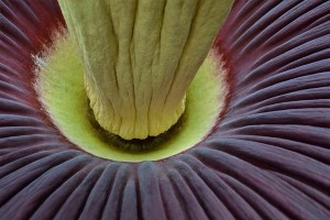 Amorphophallus titanum – Titánbuzogány